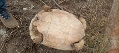 Centrochelys sulcata