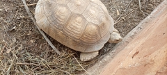 Centrochelys sulcata