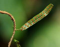 Microgramma mauritiana