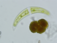 Closterium venus