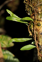 Microgramma mauritiana