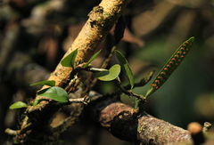 Microgramma mauritiana