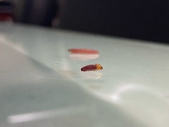 Citripestis sagittiferella