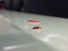 Citripestis sagittiferella