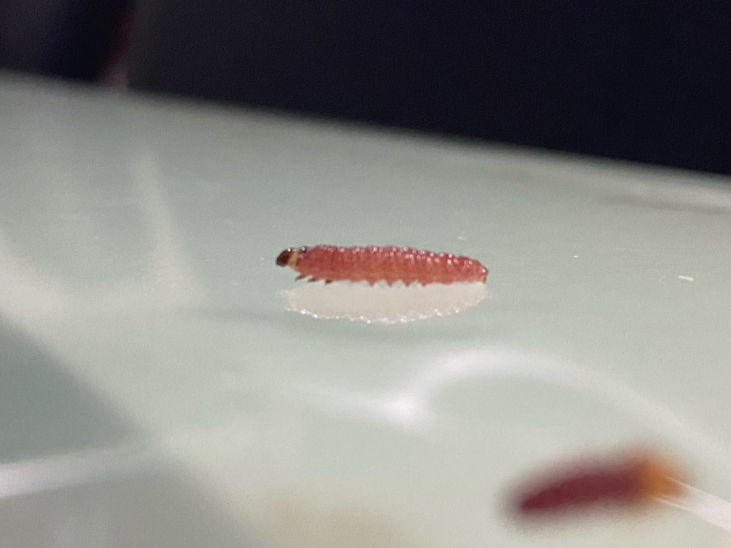 Citripestis