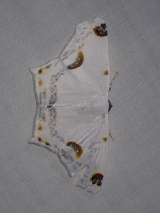 Sericoptera mahometaria
