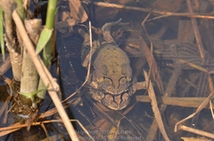 Duttaphrynus melanostictus