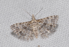 Alucita zonodactyla