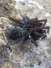 Araneae