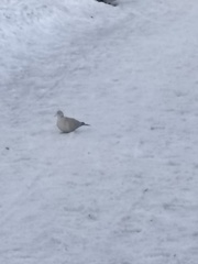 Streptopelia decaocto