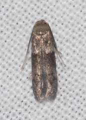 Blastobasis phycidella