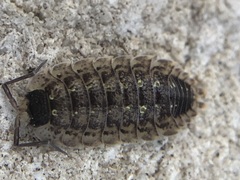 Porcellio spinicornis