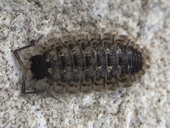 Porcellio spinicornis