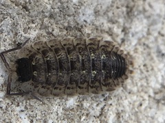 Porcellio spinicornis