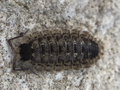 Porcellio spinicornis
