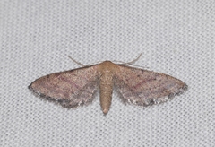 Idaea infirmaria