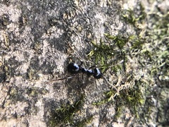 Lasius fuliginosus