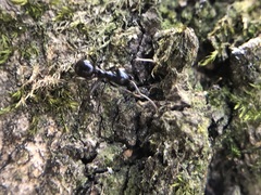 Lasius fuliginosus