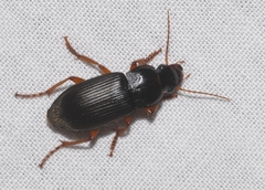 Harpalus calceatus