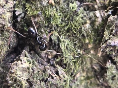Lasius fuliginosus