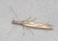 Pleurota honorella