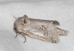 Parahypopta caestrum