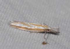 Pleurota honorella