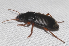 Harpalus calceatus