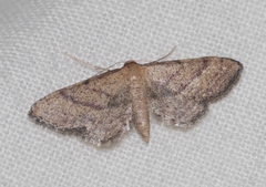 Idaea infirmaria