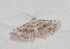 Alucita palodactyla