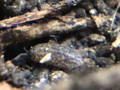 Porcellium collicola