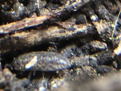 Porcellium collicola