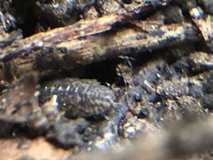 Porcellium collicola