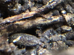 Porcellium collicola