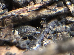 Porcellium collicola