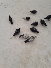 Columba livia domestica