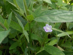 Ruellia repens