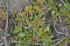 Chenopodium macrospermum