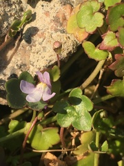 Cymbalaria muralis