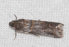 Acrobasis glaucella