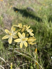 Triteleia ixioides