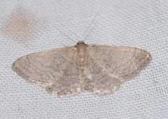 Idaea obsoletaria