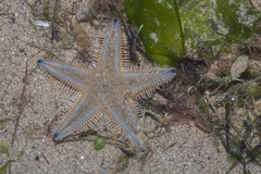 Astropecten indicus