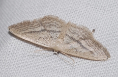 Idaea mediaria