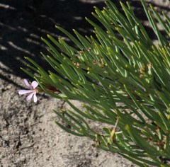Pelargonium laevigatum oxyphyllum