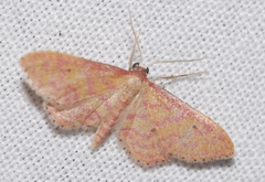 Idaea rhodogrammaria
