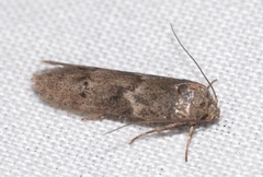 Blastobasis phycidella