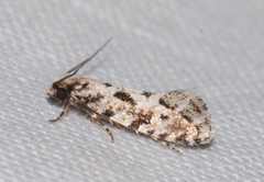 Nemapogon nevadella