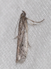 Phycitodes albatella