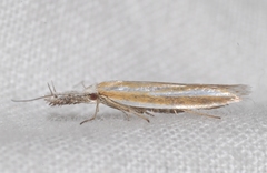 Pleurota honorella
